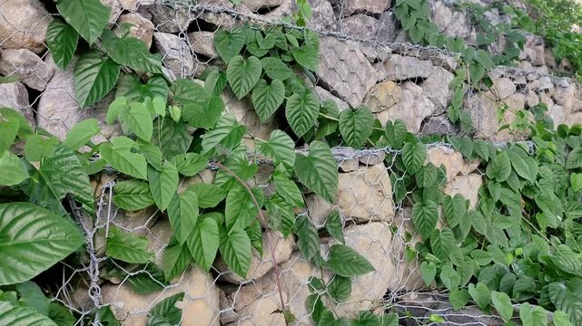 Green climbing plants with heart shaped leaves growing on stone gabion wall for slope protection with wire mesh. Perfect for themes related to civil engineering, backgrounds, eco-friendly landscaping 