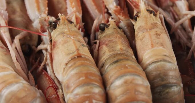 fresh scampi (Nephrops norvegicus) closeup rotating selective focus 4k 30fps