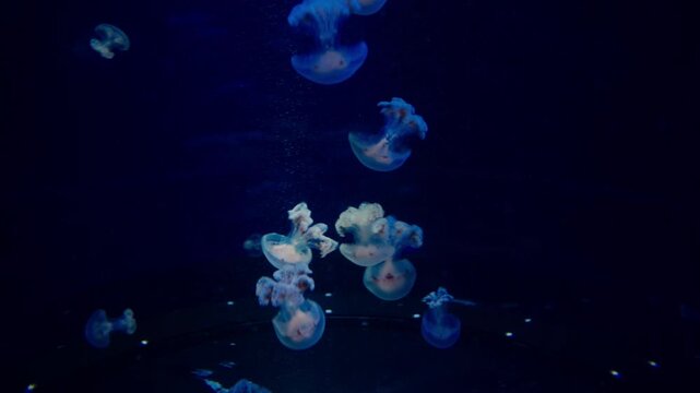 Close view of jellyfish with translucent body and flowing movement