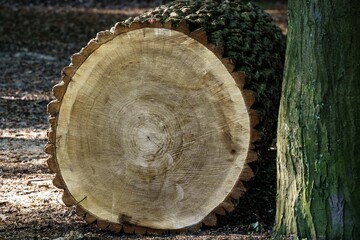 Zbliżenie na przekrój pnia ściętego drzewa z wyraźnymi słojami rocznymi i grubą korą. Naturalny surowiec drzewny w lesie, ekologia i gospodarka leśna. © Henryk Niestrój