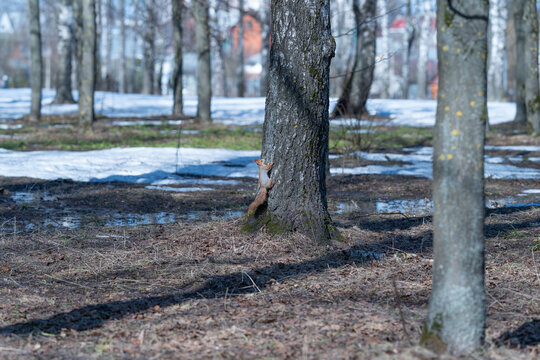 Springtime squirrel scaling tree trunk amidst melting snow and dry leaves. Energetic squirrel in spring climbs textured bark near melting snow patches and forest debris