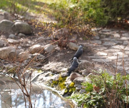 A pair of rooks collecting twigs to build a nest in the spring in a nature park near the lake