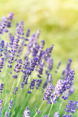 Obraz premium Lavender flowers bloom in soft sunlight with a natural blurred background. This scene highlights delicate purple tones, gentle bokeh and the calming, aromatic beauty of the plant.