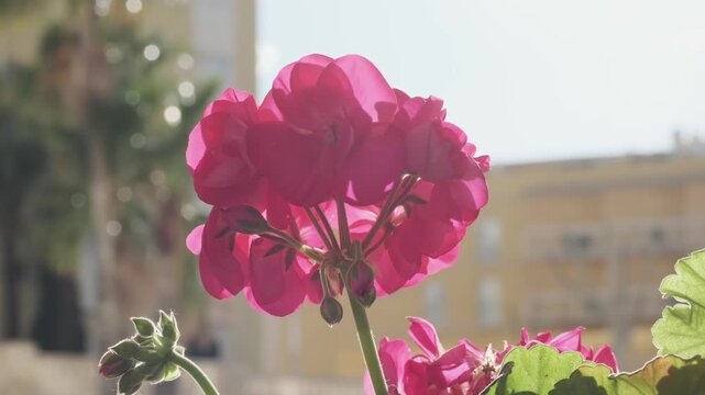 Close-up of vibrant fuchsia pink geranium flowers blooming beautifully under bright natural sunlight, showcasing their delicate petals and lush green foliage, a perfect symbol of spring and summer.