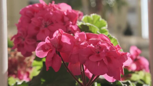 Close-up of vibrant fuchsia pink geranium flowers blooming beautifully under bright natural sunlight, showcasing their delicate petals and lush green foliage, a perfect symbol of spring and summer.