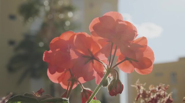 Close-up of a vibrant cluster of red-orange geranium flowers blooming beautifully under the warm sunlight, highlighting their delicate petals and lush green leaves. Perfect for themes of spring, summe