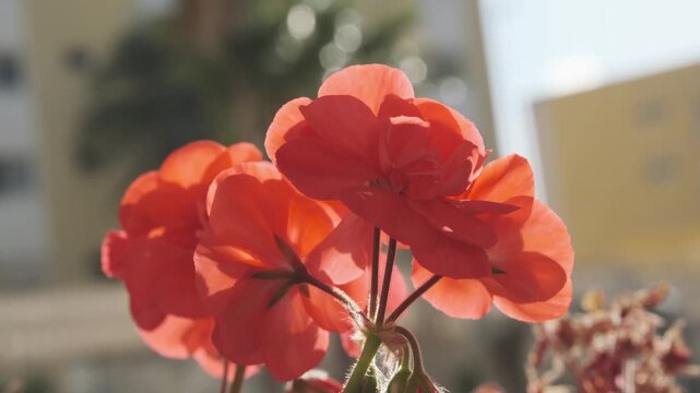 Close-up of a vibrant cluster of red-orange geranium flowers blooming beautifully under the warm sunlight, highlighting their delicate petals and lush green leaves. Perfect for themes of spring, summe