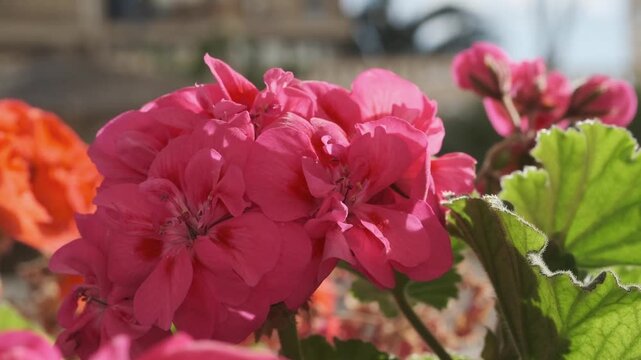 Close-up of vibrant fuchsia pink geranium flowers blooming beautifully under bright natural sunlight, showcasing their delicate petals and lush green foliage, a perfect symbol of spring and summer.