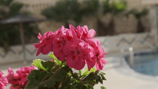 Close-up of vibrant fuchsia pink geranium flowers blooming beautifully under bright natural sunlight, showcasing their delicate petals and lush green foliage, a perfect symbol of spring and summer.