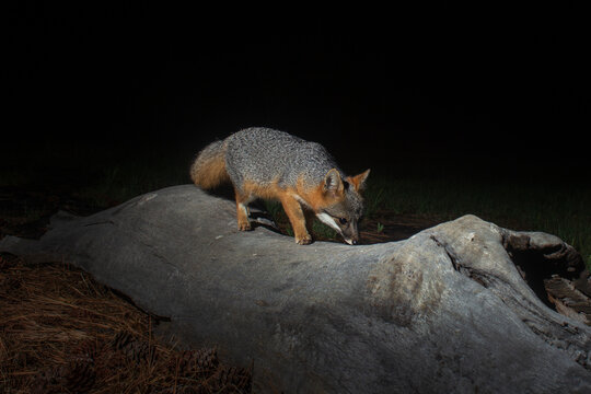 Gray fox (Urocyon cinereoargenteus) foraging on weathered log at night, illuminated by camera trap flash against dark background.