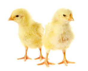 Naklejka premium Cute yellow chicks on white background. Baby animals