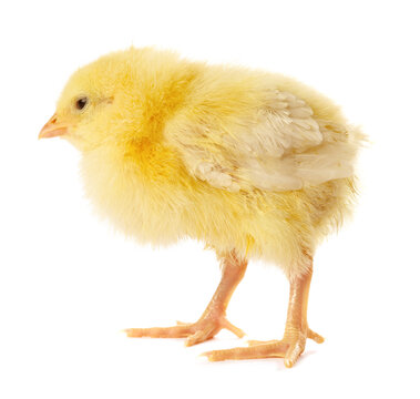 Cute yellow chick on white background. Baby animal