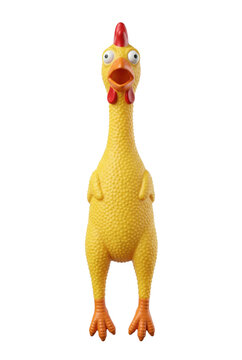 Yellow rubber chicken toy isolated. Funny comedy prop.