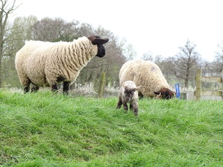 Obraz premium sheep and lambs
