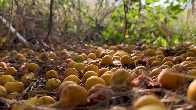 Movement over yellow fruits of wild apricots and plums lying like carpet under tree against a background of green leaves and bright morning sun