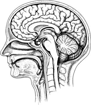 Vintage engraved human brain cross section &ndash; detailed anatomical illustration