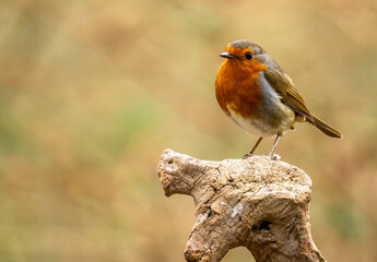 Fototapeta premium Close up of a robin redbreast bird perched on wood with natural background