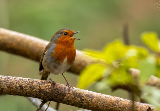 Robin redbreast bird perched on the branch of a tree singing