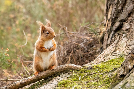 Close up of a cute snd curious little red squirrel in the Scottish woodland