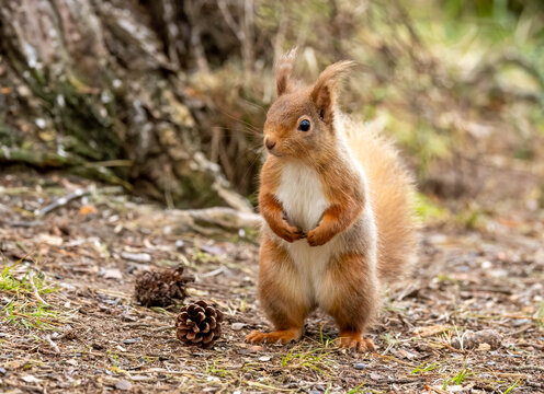 Close up of a cute snd curious little red squirrel in the Scottish woodland
