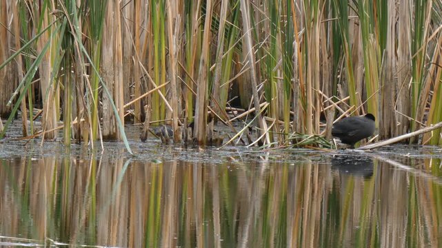 Distant silhouette of a black coot bird among tall dry reeds on calm water surface. Natural lighting, Long shot, Overcast. Vastness and Serenity.
