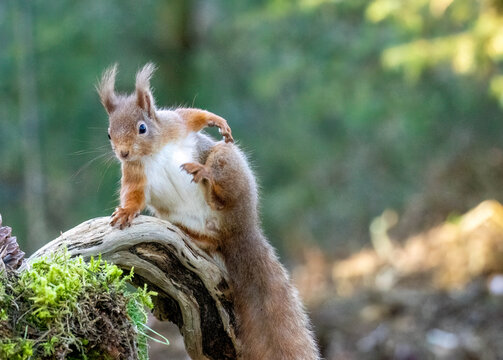 Funny Scottish red squirrel with a itch and having a scratch