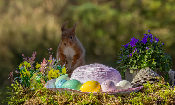 Cute and curious Scottish red squirrel in a easter scene with a pink bonnet and easter egg decorations in the forest