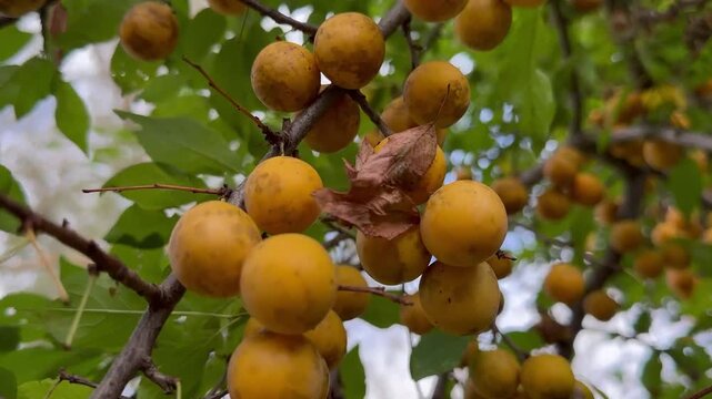 large crop of yellow wild apricots and plums hanging on tree against backdrop of green leaves and bright morning sun