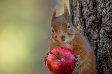 Close up of a scottish red squirrel eating an apple from the branch of a tree in the forest © Sarah