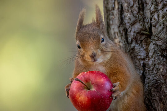 Close up of a scottish red squirrel eating an apple from the branch of a tree in the forest