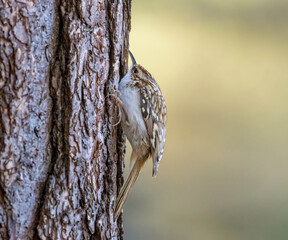 Close up of a tree creeper bird on the trunk of a tree in the forest © Sarah