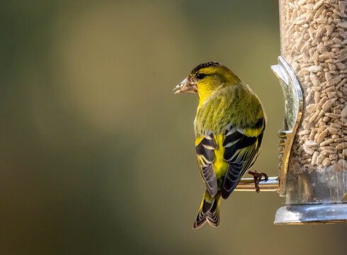 Male siskin bird eating sunflower hearts from a bird feeder