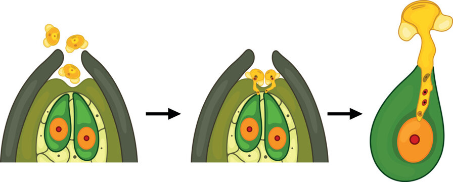 Stages of pollination and fertilization in spruce