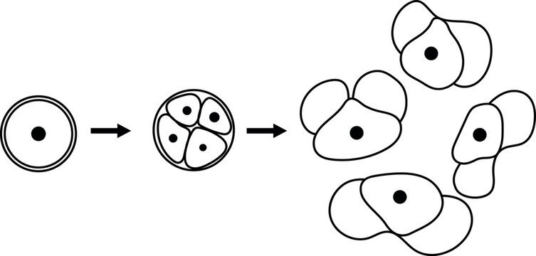 Coloring page with formation of male gametophyte in spruce. Sexual process in spruce from the microspore mother cell to the male gametophyte (pollen grain)