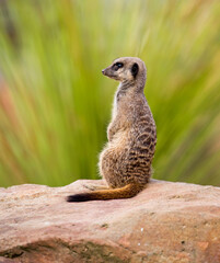 Fototapeta premium A meerkat perched on a rock