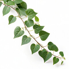 Fototapeta premium Heart shaped green leaves on vine over white surface.