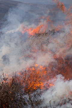Burning heather on the North York Moors shimmering in the heat of the fire. The heather is burnt to provide new green shoots for young grouse to feed on.