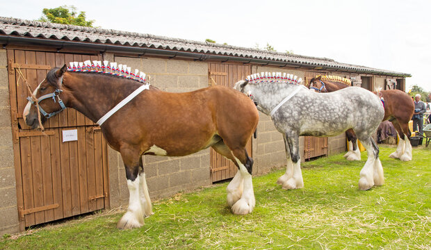 A heavy draft horse decorated with ribbons ready for showing at a traditional county show