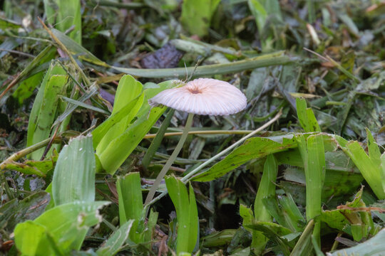 Parasola plicatilis mushroom growing in grass clippings. Ideal image for mycology, biodiversity, soil ecology and ephemeral nature beauty themes.