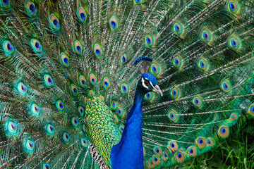 Fototapeta premium Peacock (Pavo cristatus) displaying its magnificent colorful tail feathers in full fan