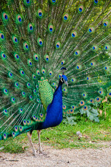 Obraz premium Peacock (Pavo cristatus) displaying its magnificent colorful tail feathers in full fan