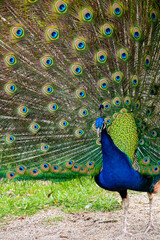 Obraz premium Peacock (Pavo cristatus) displaying its magnificent colorful tail feathers in full fan