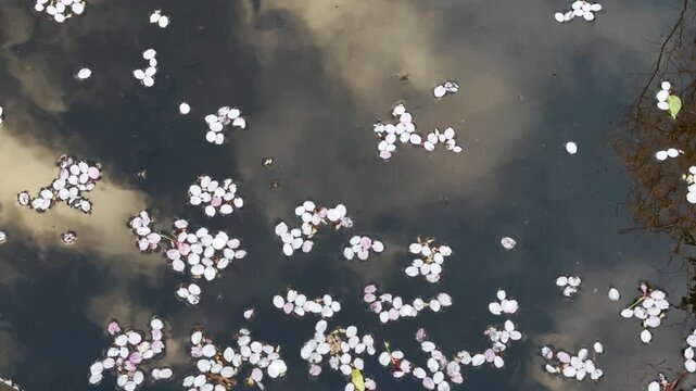六郷用水 浮かび流れる桜の花びらと水面に映る白い雲