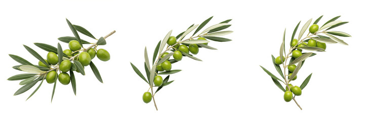 Realistic Green Olive Branches with Unripe Olives Isolated on White Background  Set of Three Mediterranean Olea Europaea Sprigs for Culinary Design, Organic Oil Branding, and Botanical Illustration © Cuba MLK