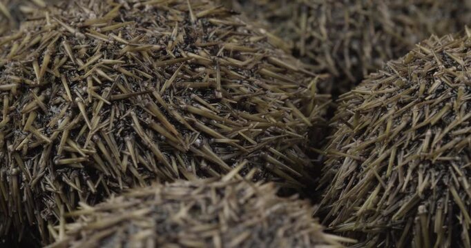 fresh green sea urchins (Strongylocentrotus droebachiensis) closeup rotating selective focus 4k 30fps