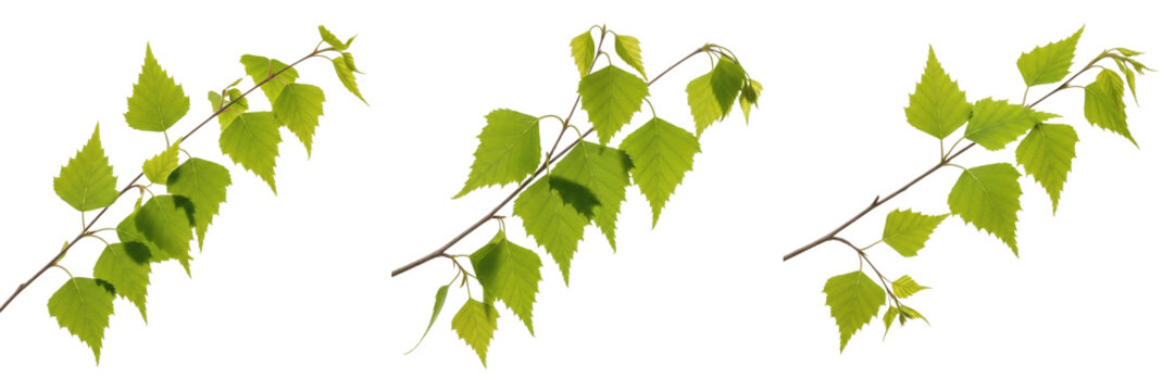 Fresh Green Birch Tree Branches with Vibrant Spring Leaves Isolated on White Background &ndash; Set of Three Real Betula Stems for Botanical Design, Nature Decor, and Seasonal Graphics