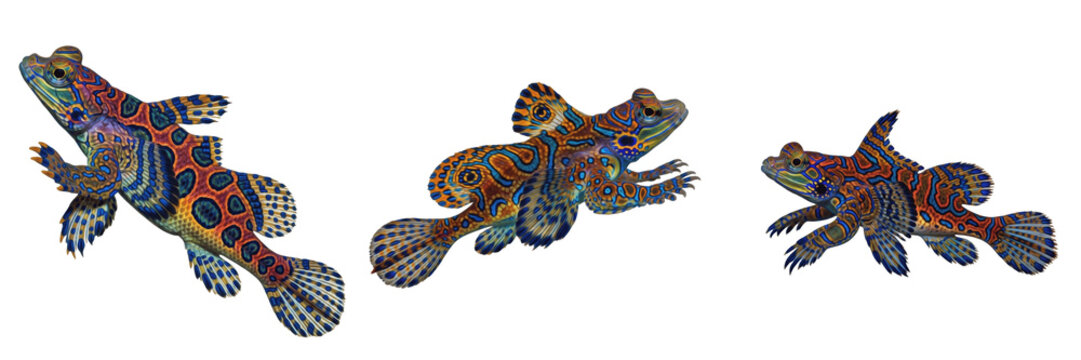 Colorful Mandarinfish Isolated on White Background; Set of Three Realistic Dragonet Fish for Saltwater Aquarium Graphics, Tropical Marine Biology Education, and Underwater Nature Art