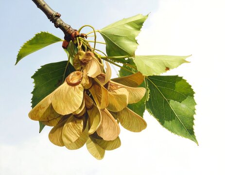 Close-up of maple tree seeds with green leaves and branch.