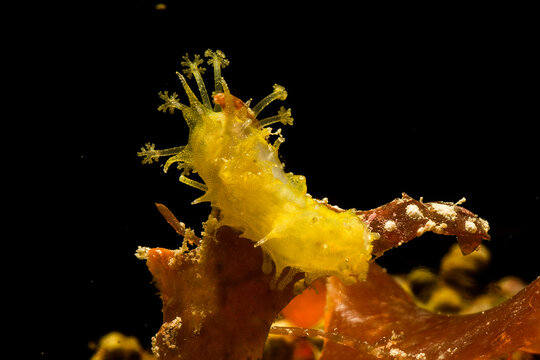 Yellow sea cucumber, yellow holothuria, Havelockia inermis. Alghero, Sardinia, Italy
