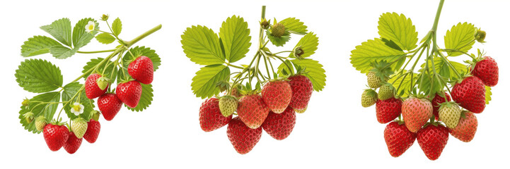 Set of Three Realistic Wild Strawberry Bunches with Lush Green Leaves and Flowers, Fresh Ripening Berries on Vines for Summer Nature and Garden Design Isolated on White Background PNG © SoYEEC